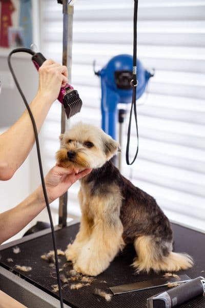 Happy groomed dog